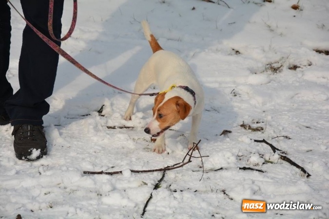 Zdjęcie w galerii na portalu naszwodzislaw.com: Zawody saneczkarskie w Rodzinnym Parku Rozrywki. FOTO  wiadomości z regionu
