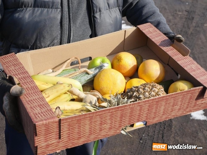 Zdjęcie w galerii na portalu naszwodzislaw.com: Łabędzie zamieszkały u księdza  wiadomości z regionu