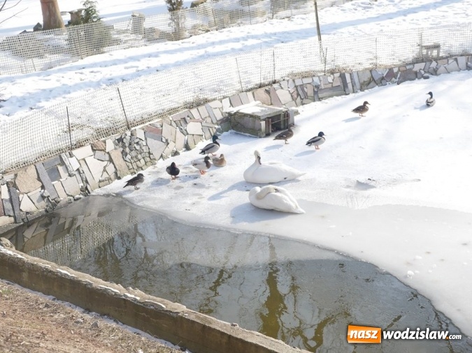 Zdjęcie w galerii na portalu naszwodzislaw.com: Łabędzie zamieszkały u księdza  wiadomości z regionu