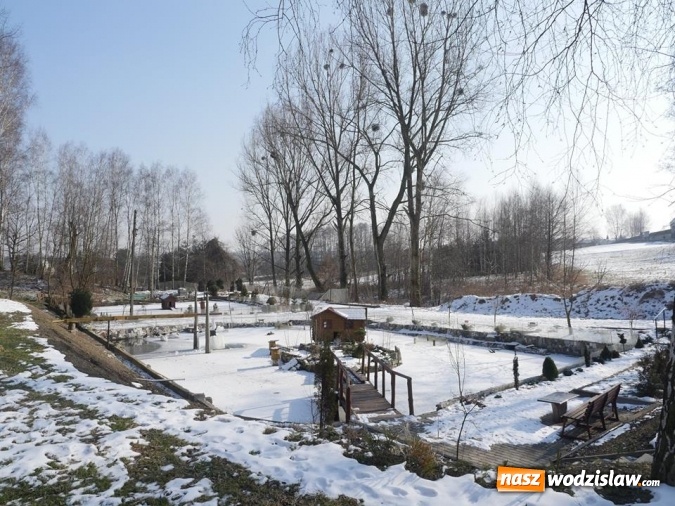 Zdjęcie w galerii na portalu naszwodzislaw.com: Łabędzie zamieszkały u księdza  wiadomości z regionu