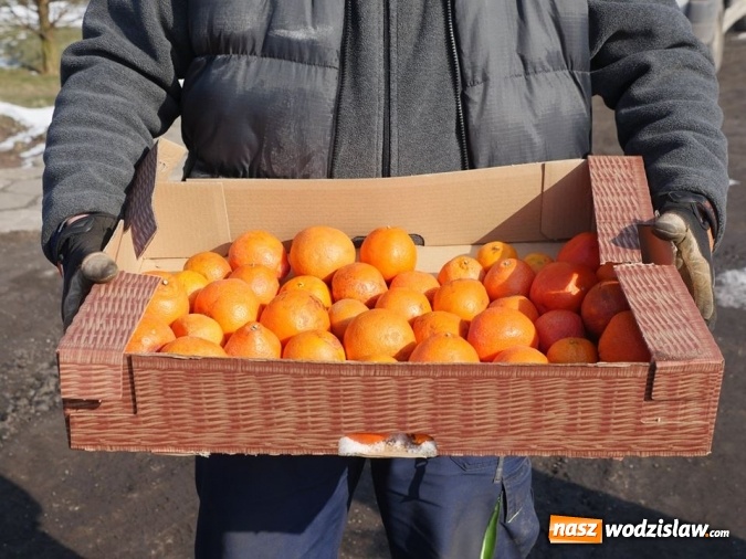 Zdjęcie w galerii na portalu naszwodzislaw.com: Łabędzie zamieszkały u księdza  wiadomości z regionu