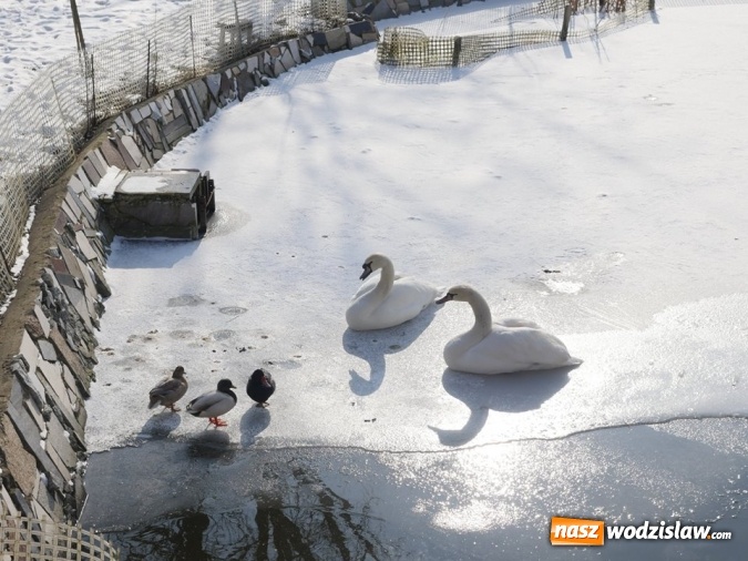 Zdjęcie w galerii na portalu naszwodzislaw.com: Łabędzie zamieszkały u księdza  wiadomości z regionu