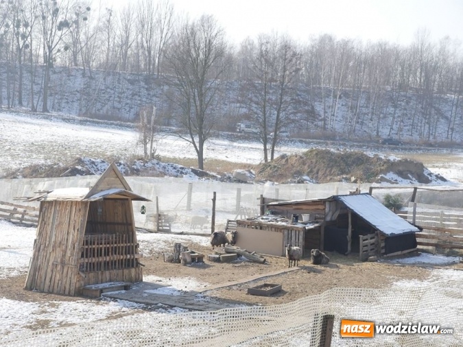 Zdjęcie w galerii na portalu naszwodzislaw.com: Łabędzie zamieszkały u księdza  wiadomości z regionu