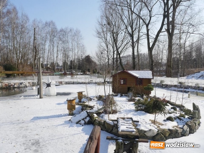 Zdjęcie w galerii na portalu naszwodzislaw.com: Łabędzie zamieszkały u księdza  wiadomości z regionu