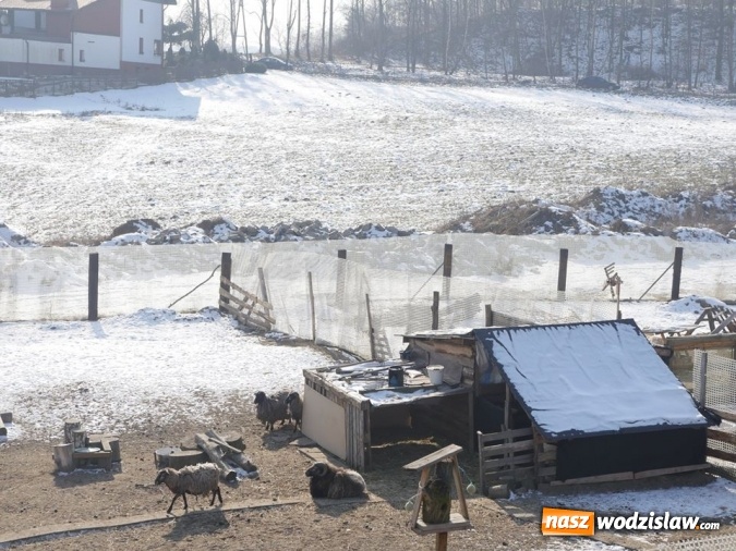 Zdjęcie w galerii na portalu naszwodzislaw.com: Łabędzie zamieszkały u księdza  wiadomości z regionu