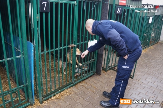 Zdjęcie w galerii na portalu naszwodzislaw.com: Wodzisławscy policjanci zorganizowali zbiórkę karmy dla bezdomnych zwierząt wiadomości z regionu