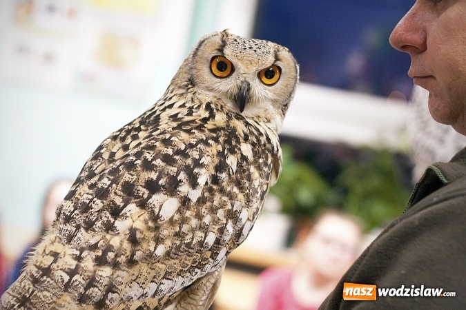 Zdjęcie w galerii na portalu naszwodzislaw.com: Niebywałe wydarzenie w rydułtowskiej placówce. Uczniowie spotkali się z sowami wiadomości z regionu