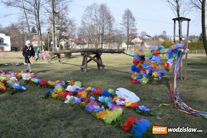 Zdjęcie w galerii na portalu naszwodzislaw.com: W Mszanie stanęła 15 metrowa palma wielkanocna  wiadomości z regionu