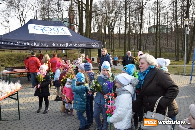Zdjęcie w galerii na portalu naszwodzislaw.com: W Mszanie stanęła 15 metrowa palma wielkanocna  wiadomości z regionu