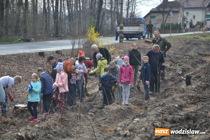 Zdjęcie w galerii na portalu naszwodzislaw.com: W Radlinie wspólnie sadzili nowy las wiadomości z regionu
