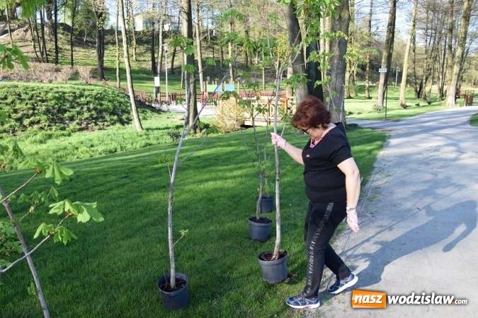 Zdjęcie w galerii na portalu naszwodzislaw.com: W Mszanie sadzą 100 drzew na 100-lecie niepodległości Polski wiadomości z regionu
