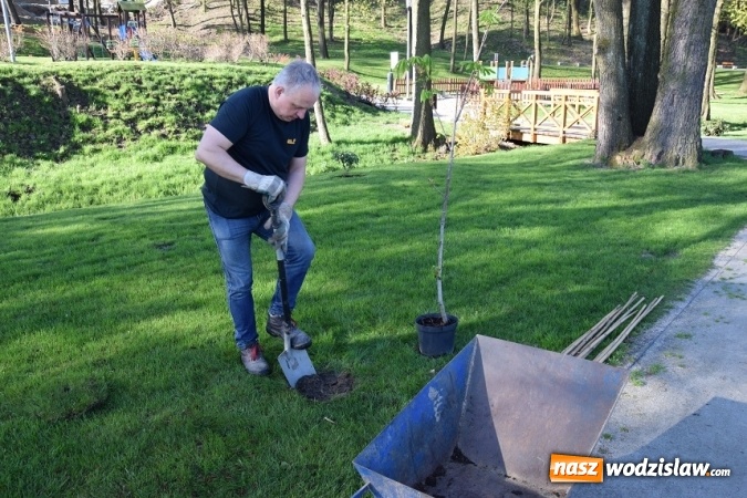Zdjęcie w galerii na portalu naszwodzislaw.com: W Mszanie sadzą 100 drzew na 100-lecie niepodległości Polski wiadomości z regionu