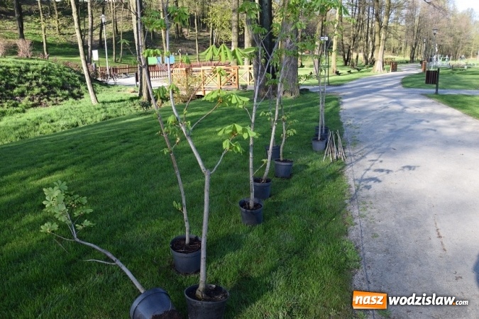 Zdjęcie w galerii na portalu naszwodzislaw.com: Akcja sadzenia drzewek na 100-lecie odzyskania niepodległości w Gminie Mszana. ZDJĘCIA  wiadomości z regionu