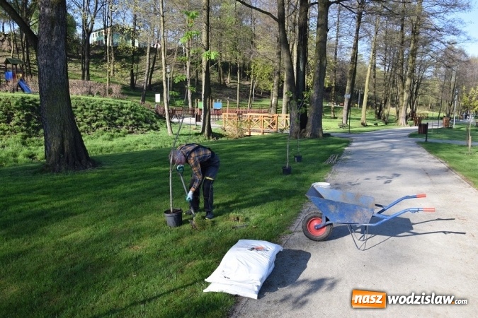 Zdjęcie w galerii na portalu naszwodzislaw.com: Akcja sadzenia drzewek na 100-lecie odzyskania niepodległości w Gminie Mszana. ZDJĘCIA  wiadomości z regionu