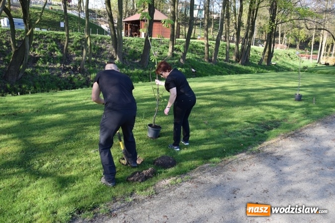 Zdjęcie w galerii na portalu naszwodzislaw.com: Akcja sadzenia drzewek na 100-lecie odzyskania niepodległości w Gminie Mszana. ZDJĘCIA  wiadomości z regionu