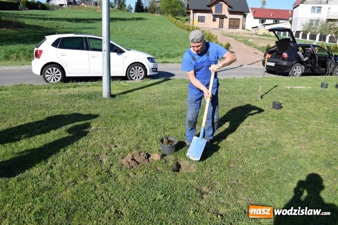 Zdjęcie w galerii na portalu naszwodzislaw.com: Akcja sadzenia drzewek na 100-lecie odzyskania niepodległości w Gminie Mszana. ZDJĘCIA  wiadomości z regionu