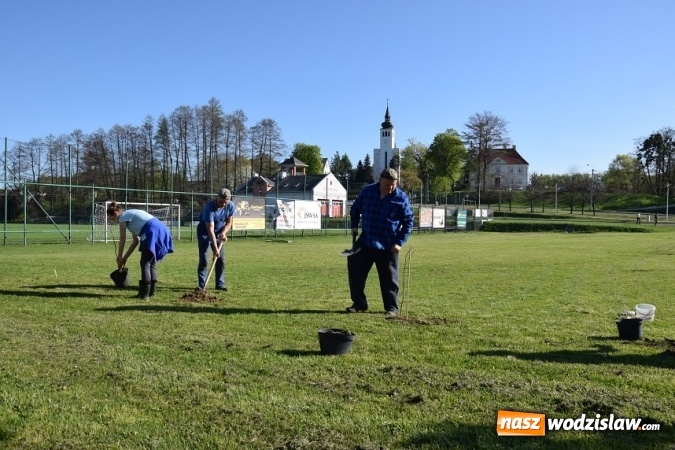 Zdjęcie w galerii na portalu naszwodzislaw.com: Akcja sadzenia drzewek na 100-lecie odzyskania niepodległości w Gminie Mszana. ZDJĘCIA  wiadomości z regionu
