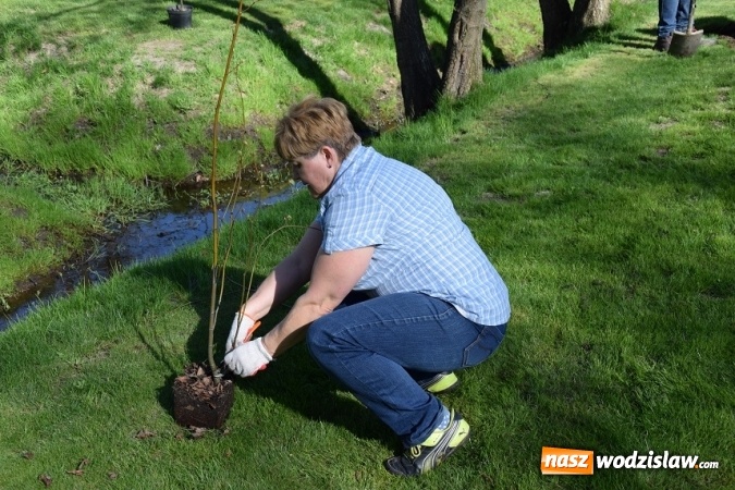 Zdjęcie w galerii na portalu naszwodzislaw.com: Akcja sadzenia drzewek na 100-lecie odzyskania niepodległości w Gminie Mszana. ZDJĘCIA  wiadomości z regionu
