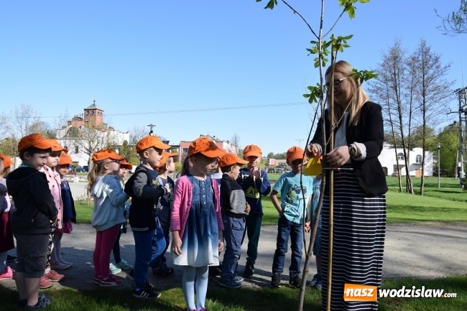 Zdjęcie w galerii na portalu naszwodzislaw.com: Akcja sadzenia drzewek na 100-lecie odzyskania niepodległości w Gminie Mszana. ZDJĘCIA  wiadomości z regionu