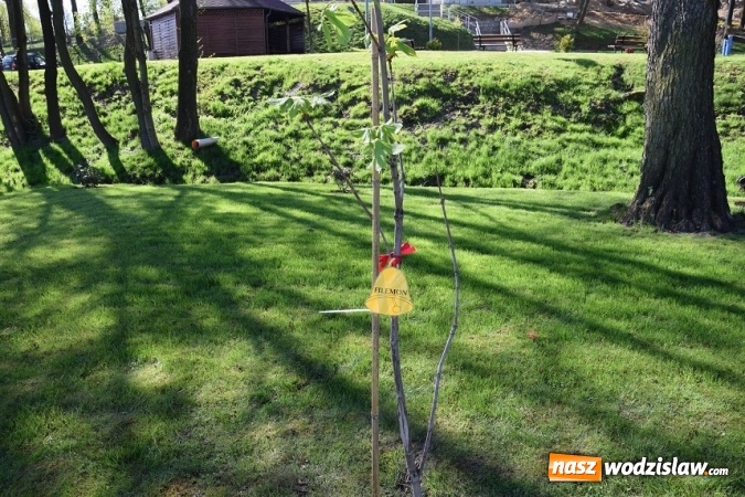 Zdjęcie w galerii na portalu naszwodzislaw.com: Akcja sadzenia drzewek na 100-lecie odzyskania niepodległości w Gminie Mszana. ZDJĘCIA  wiadomości z regionu