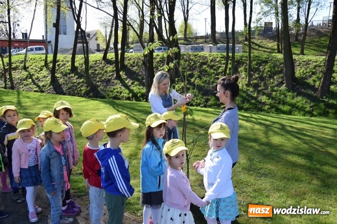 Zdjęcie w galerii na portalu naszwodzislaw.com: Akcja sadzenia drzewek na 100-lecie odzyskania niepodległości w Gminie Mszana. ZDJĘCIA  wiadomości z regionu