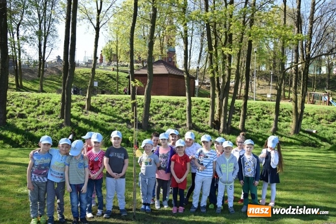 Zdjęcie w galerii na portalu naszwodzislaw.com: Akcja sadzenia drzewek na 100-lecie odzyskania niepodległości w Gminie Mszana. ZDJĘCIA  wiadomości z regionu