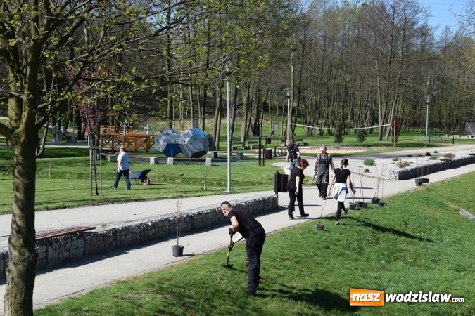 Zdjęcie w galerii na portalu naszwodzislaw.com: Akcja sadzenia drzewek na 100-lecie odzyskania niepodległości w Gminie Mszana. ZDJĘCIA  wiadomości z regionu