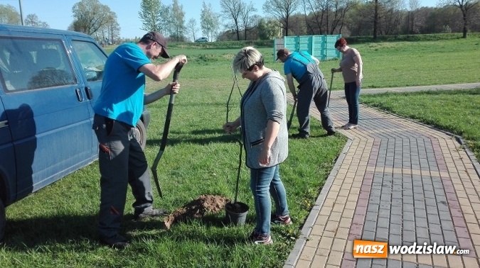 Zdjęcie w galerii na portalu naszwodzislaw.com: Akcja sadzenia drzewek na 100-lecie odzyskania niepodległości w Gminie Mszana. ZDJĘCIA  wiadomości z regionu