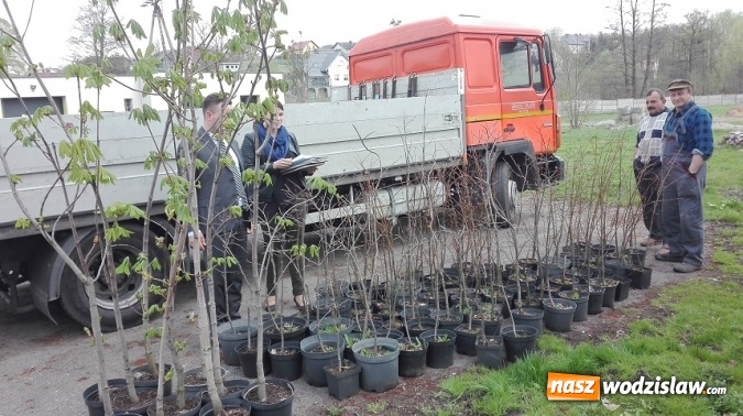 Zdjęcie w galerii na portalu naszwodzislaw.com: Akcja sadzenia drzewek na 100-lecie odzyskania niepodległości w Gminie Mszana. ZDJĘCIA  wiadomości z regionu