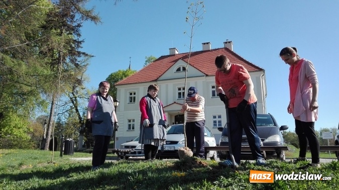 Zdjęcie w galerii na portalu naszwodzislaw.com: Akcja sadzenia drzewek na 100-lecie odzyskania niepodległości w Gminie Mszana. ZDJĘCIA  wiadomości z regionu