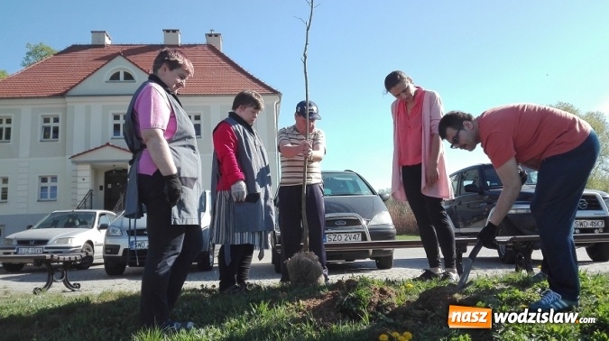 Zdjęcie w galerii na portalu naszwodzislaw.com: Akcja sadzenia drzewek na 100-lecie odzyskania niepodległości w Gminie Mszana. ZDJĘCIA  wiadomości z regionu