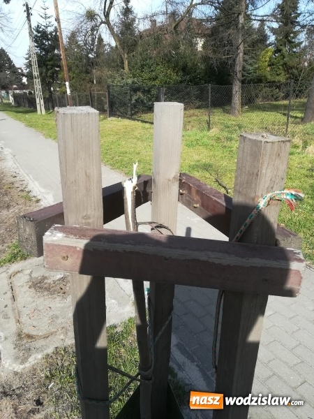Zdjęcie w galerii na portalu naszwodzislaw.com: Radlin: Łamał drzewka na Rymera. Został schwytany  wiadomości z regionu