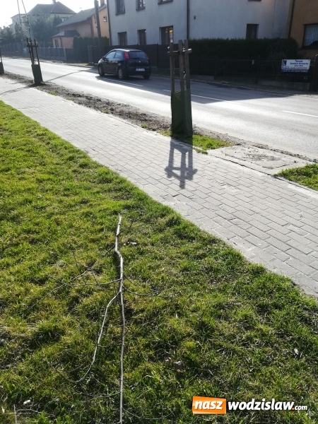 Zdjęcie w galerii na portalu naszwodzislaw.com: Radlin: Łamał drzewka na Rymera. Został schwytany  wiadomości z regionu