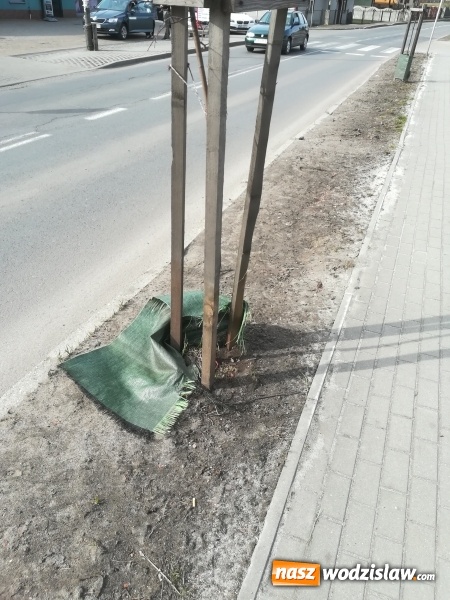 Zdjęcie w galerii na portalu naszwodzislaw.com: Radlin: Łamał drzewka na Rymera. Został schwytany  wiadomości z regionu