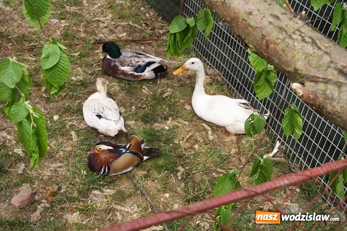 Zdjęcie w galerii na portalu naszwodzislaw.com: Majówkowy pokaz zwierząt w Rodzinnym Parku Rozrywki. ZDJĘCIA  wiadomości z regionu