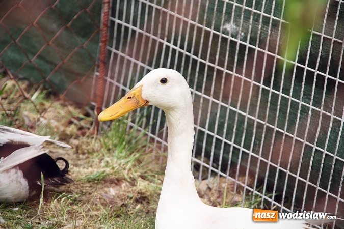 Zdjęcie w galerii na portalu naszwodzislaw.com: Majówkowy pokaz zwierząt w Rodzinnym Parku Rozrywki. ZDJĘCIA  wiadomości z regionu