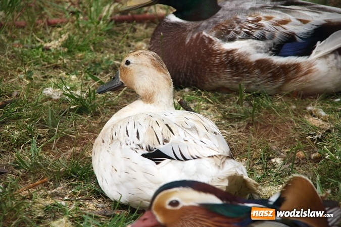 Zdjęcie w galerii na portalu naszwodzislaw.com: Majówkowy pokaz zwierząt w Rodzinnym Parku Rozrywki. ZDJĘCIA  wiadomości z regionu