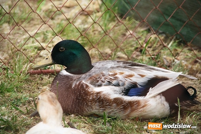 Zdjęcie w galerii na portalu naszwodzislaw.com: Majówkowy pokaz zwierząt w Rodzinnym Parku Rozrywki. ZDJĘCIA  wiadomości z regionu