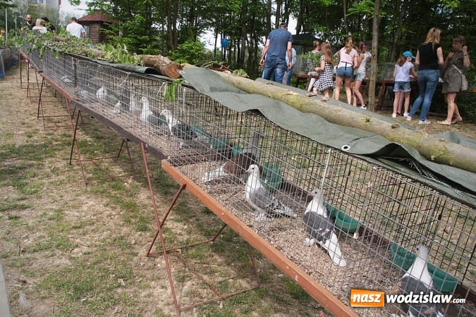 Zdjęcie w galerii na portalu naszwodzislaw.com: Majówkowy pokaz zwierząt w Rodzinnym Parku Rozrywki. ZDJĘCIA  wiadomości z regionu