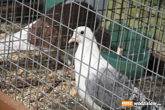 Zdjęcie w galerii na portalu naszwodzislaw.com: Majówkowy pokaz zwierząt w Rodzinnym Parku Rozrywki. ZDJĘCIA  wiadomości z regionu