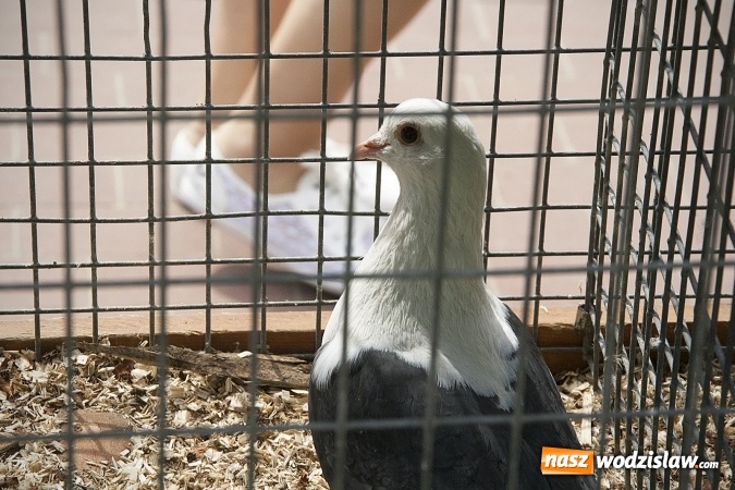 Zdjęcie w galerii na portalu naszwodzislaw.com: Majówkowy pokaz zwierząt w Rodzinnym Parku Rozrywki. ZDJĘCIA  wiadomości z regionu