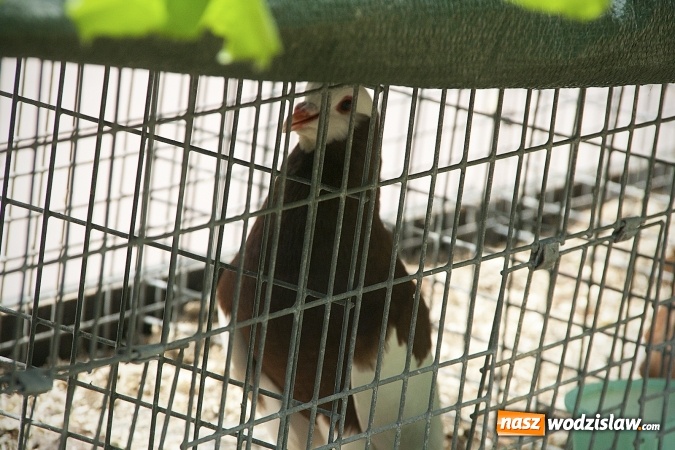 Zdjęcie w galerii na portalu naszwodzislaw.com: Majówkowy pokaz zwierząt w Rodzinnym Parku Rozrywki. ZDJĘCIA  wiadomości z regionu