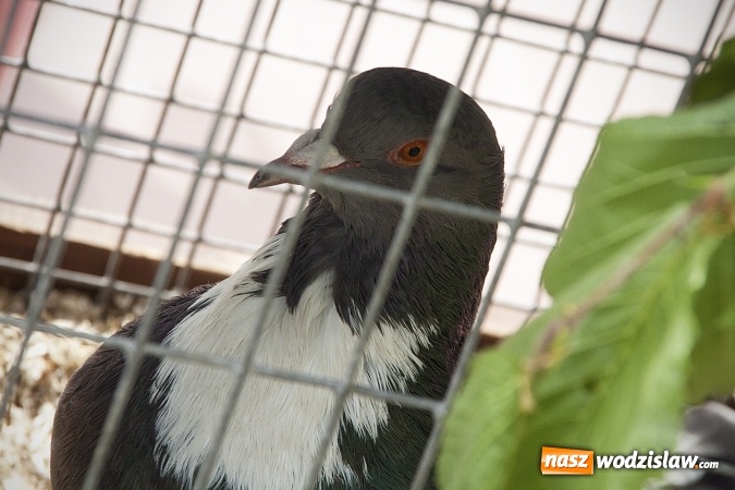 Zdjęcie w galerii na portalu naszwodzislaw.com: Majówkowy pokaz zwierząt w Rodzinnym Parku Rozrywki. ZDJĘCIA  wiadomości z regionu