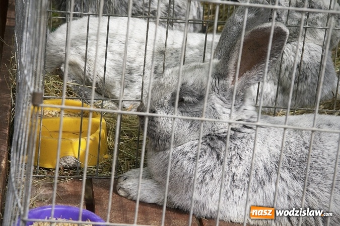 Zdjęcie w galerii na portalu naszwodzislaw.com: Majówkowy pokaz zwierząt w Rodzinnym Parku Rozrywki. ZDJĘCIA  wiadomości z regionu