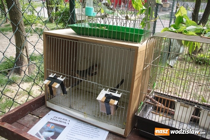 Zdjęcie w galerii na portalu naszwodzislaw.com: Majówkowy pokaz zwierząt w Rodzinnym Parku Rozrywki. ZDJĘCIA  wiadomości z regionu