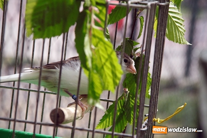 Zdjęcie w galerii na portalu naszwodzislaw.com: Majówkowy pokaz zwierząt w Rodzinnym Parku Rozrywki. ZDJĘCIA  wiadomości z regionu