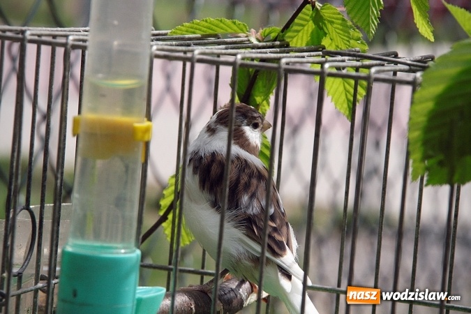 Zdjęcie w galerii na portalu naszwodzislaw.com: Majówkowy pokaz zwierząt w Rodzinnym Parku Rozrywki. ZDJĘCIA  wiadomości z regionu