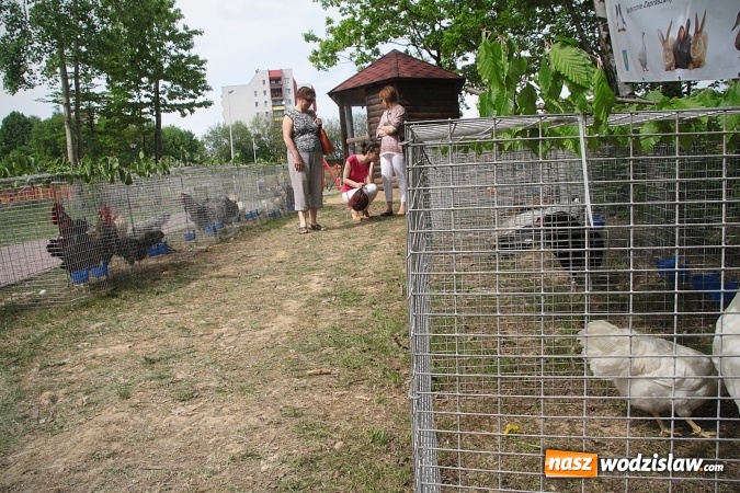 Zdjęcie w galerii na portalu naszwodzislaw.com: Majówkowy pokaz zwierząt w Rodzinnym Parku Rozrywki. ZDJĘCIA  wiadomości z regionu