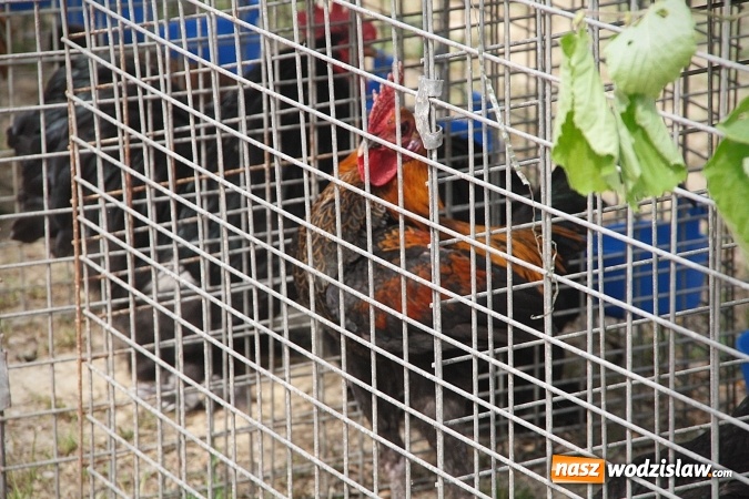 Zdjęcie w galerii na portalu naszwodzislaw.com: Majówkowy pokaz zwierząt w Rodzinnym Parku Rozrywki. ZDJĘCIA  wiadomości z regionu