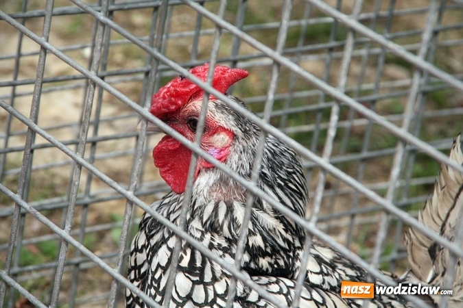 Zdjęcie w galerii na portalu naszwodzislaw.com: Majówkowy pokaz zwierząt w Rodzinnym Parku Rozrywki. ZDJĘCIA  wiadomości z regionu